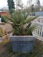 Palmboom met pot, Tuin en Terras, Ophalen, In pot, Palmboom