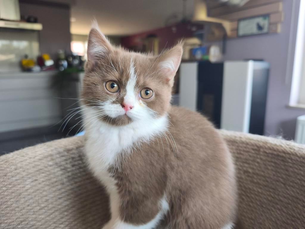 Brits korthaar kittens in kleuren cinnamon-white, Dieren en Toebehoren, Meerdere dieren, Gechipt, 0 tot 2 jaar