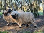 Walliser Schwarznase - lam (ram) - VOORLOPIG GERESERVEERD !, Animaux & Accessoires, Mâle, Mouton, 0 à 2 ans