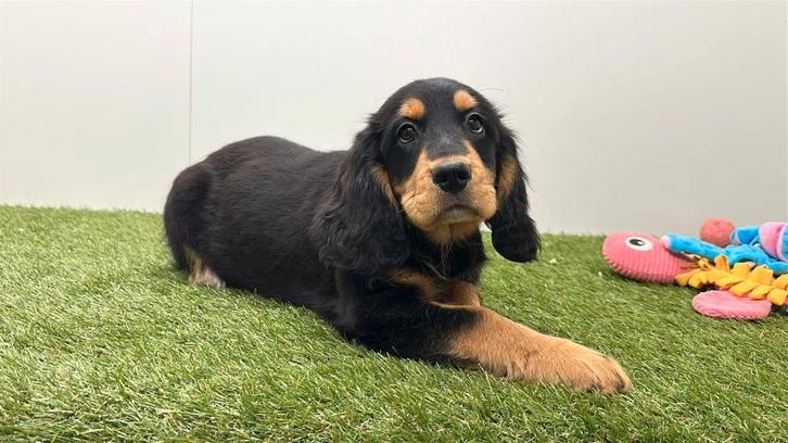 Chiot Croisé Bouvier Bernois x Cavalier, Animaux & Accessoires, Chiens | Sans pedigree, Taille moyenne, Chienne, Éleveur | Professionnel