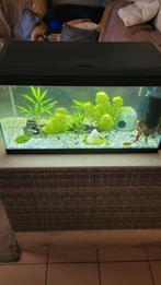 Bonjour je suis à la recherche d aquarium, Animaux & Accessoires, Poissons | Aquariums & Accessoires