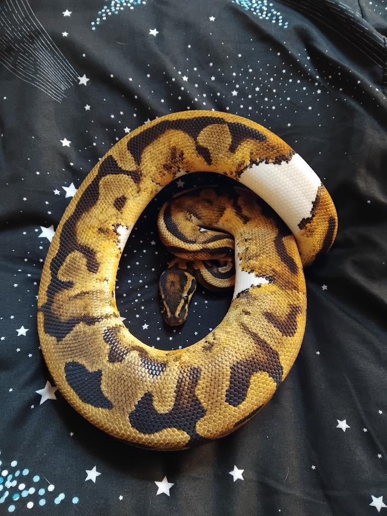 Pieball 0.1, Dieren en Toebehoren, Slang, 0 tot 2 jaar