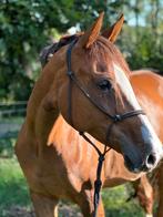 Mooie fokmerrie/ projectpaard met goede papieren, Dieren en Toebehoren, Paarden, Merrie, Springpaard, Met stamboom, Niet van toepassing