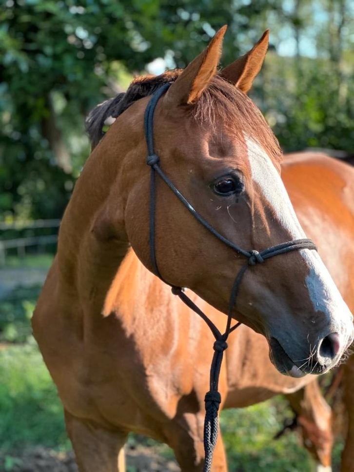 Mooie fokmerrie/ projectpaard met goede papieren, Animaux & Accessoires, Chevaux, Jument, Ne s'applique pas, 165 à 170 cm, 11 ans ou plus
