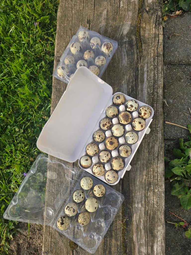 Œufs de caille japonais Jumbo, Enlèvement ou Envoi