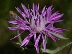 Centaurea Stoebe, Tuin en Terras, Planten | Tuinplanten, Ophalen