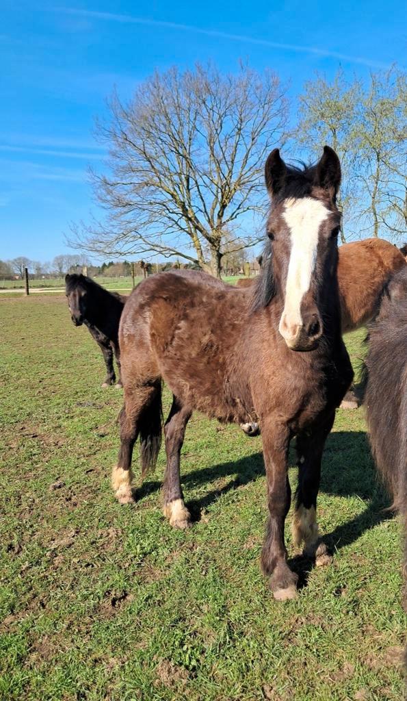 Brave merrie, Dieren en Toebehoren, Pony's, Merrie