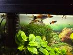 Poissons aquarium, Animaux & Accessoires