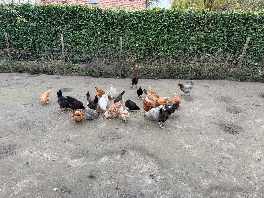 Kippen/hanen, Plusieurs animaux, Poule ou poulet