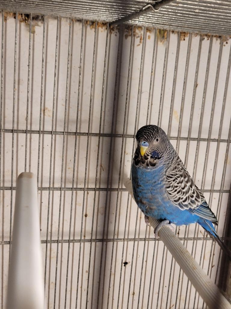 GRASPARKIETEN, Geringd