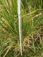 Pampas (roze kleur), Ophalen