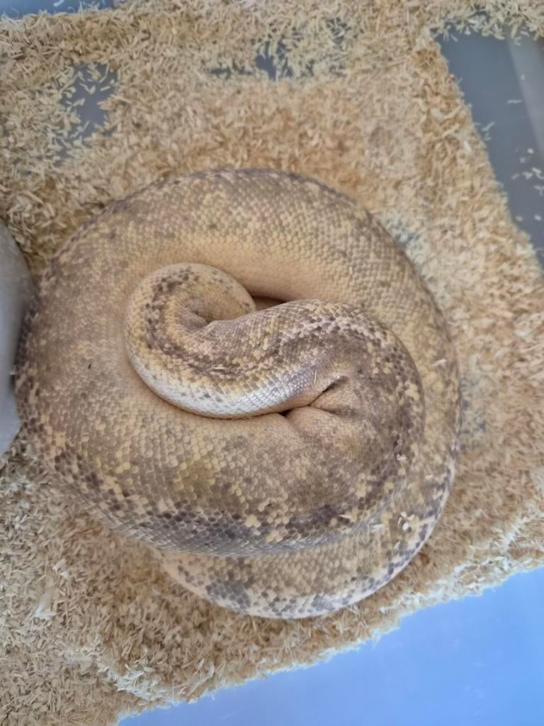 Volwassen ball python