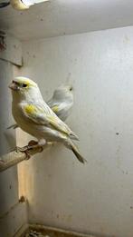 Agaat Opaal Geel Mozaiek Poppen, Dieren en Toebehoren, Vogels | Kanaries