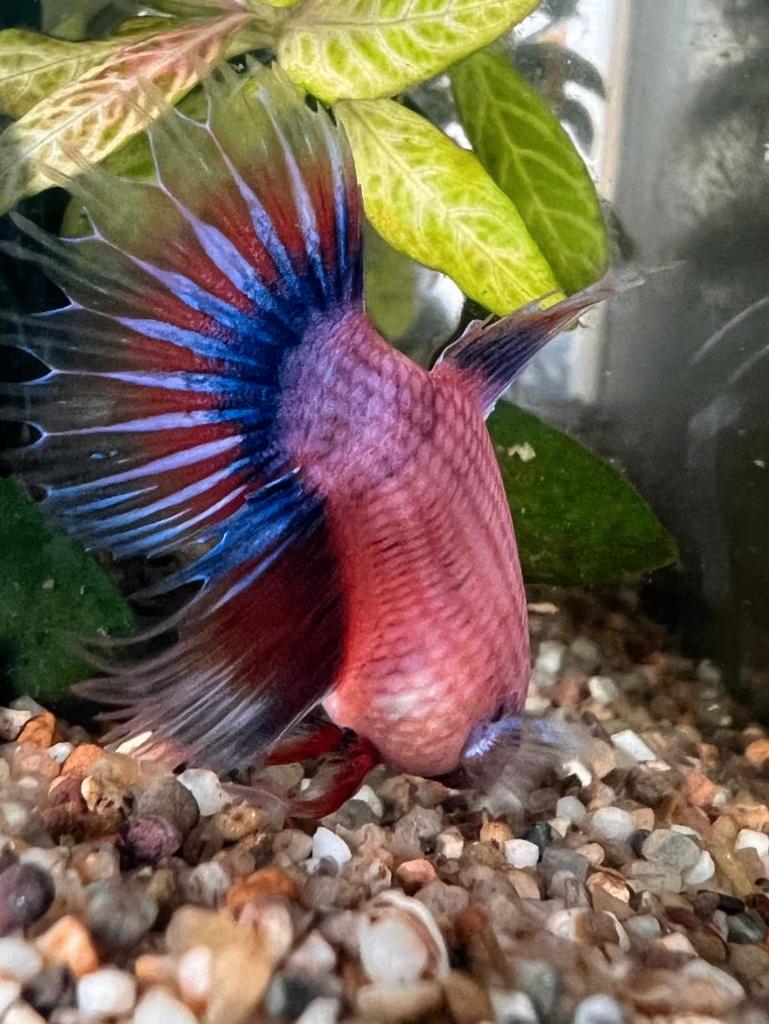 Betta splendens mannetje – CANDY, Dieren en Toebehoren, Vis, Zoetwatervis