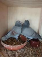 Kleurpostduiven, Animaux & Accessoires, Oiseaux | Pigeons