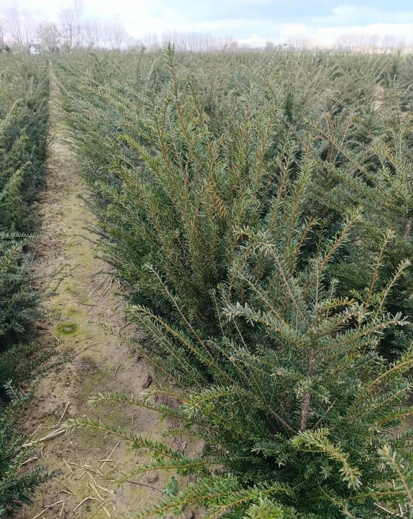 Taxus Bacata, Jardin & Terrasse, Plantes | Jardin, Plante fixe, Autres espèces, Enlèvement