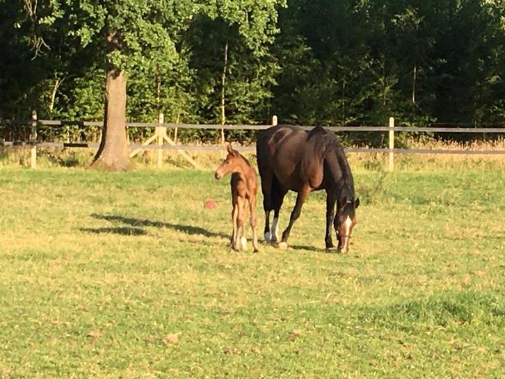Fokmerrie, Animaux & Accessoires, Chevaux, Jument, Débourré, 11 ans ou plus, Cheval de saut, Avec puce électronique