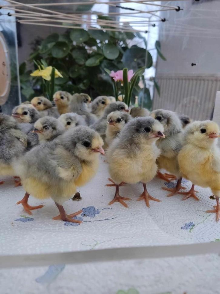 pluimvee, Animaux & Accessoires, Volatiles, Poule ou poulet, Sexe inconnu