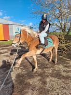 Haflingermerrie te koop, Dieren en Toebehoren, Merrie