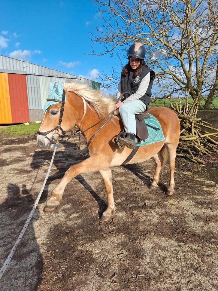 Haflingermerrie te koop, Animaux & Accessoires, Chevaux & Poneys | Étalons & Juments poulinières, Jument