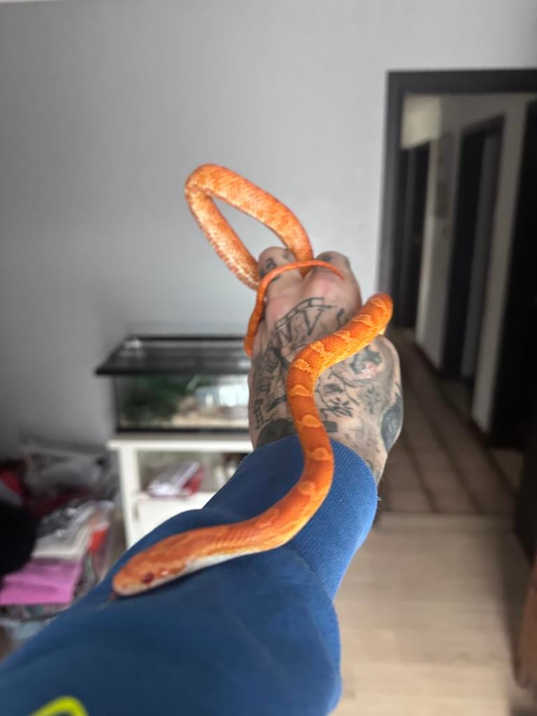 Koren slang 45 cm en groeit nog, Dieren en Toebehoren, Slang, Met terrarium, 0 tot 2 jaar