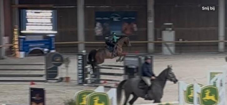 5 jarig springpaard zangersheide, Animaux & Accessoires, Chevaux, Hongre, M, Cheval de saut