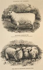 Races de moutons (II) - Races de moutons, Enlèvement ou Envoi