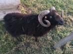 Ouessant Bok (schaap), Dieren en Toebehoren, Mannelijk, Schaap, 6 jaar of ouder