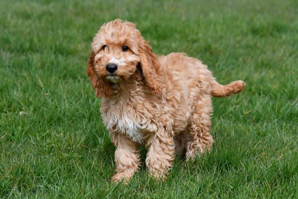 Chiots Cockapoo à vendre, Animaux & Accessoires, Chiens | Sans pedigree, 15 semaines à 1 an, Étranger, Hépatite contagieuse (maladie de Rubarth)