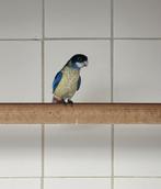Gevraagd: Jonge Brown rosella’s, Parkiet, Geringd