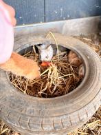 Vlaamse reuzen, Dieren en Toebehoren, Konijnen, Geslacht onbekend, Groot, 0 tot 2 jaar