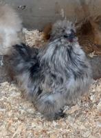 Zijdehoen haan, Dieren en Toebehoren, Mannelijk, Kip