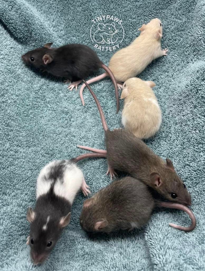 Dwergratjes, Dieren en Toebehoren, Knaagdieren, Rat, Maart, Meerdere dieren, Tam