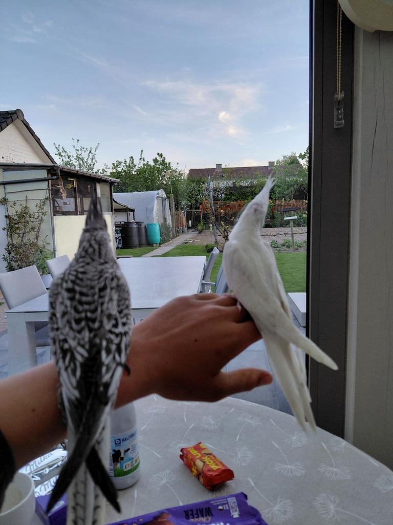 Handtamme valkparkiet, Dieren en Toebehoren