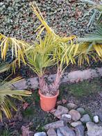 Exotische tuinplanten, Tuin en Terras, Ophalen