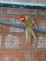 Rossela pop, Dieren en Toebehoren