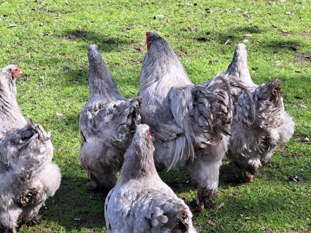 Broedeieren brahma lavandel wit gepareld groothoender, Sexe inconnu, Poule ou poulet