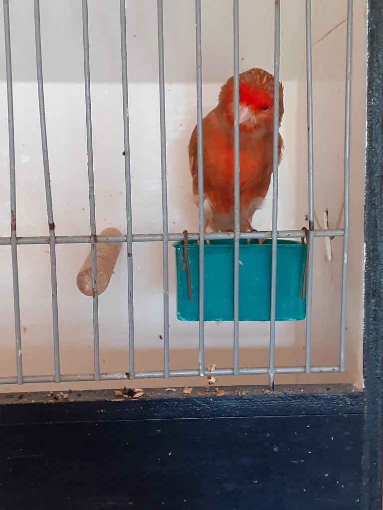 Phaeo rood kanarie - Man, Dieren en Toebehoren, Mannelijk, Kleurkanarie