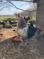 2 hanen te koop - niet om op te eten, Dieren en Toebehoren, Mannelijk, Kip