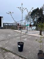 Zoete kersen bomen prunus avium, Tuin en Terras, Planten | Fruitbomen, Ophalen