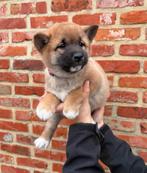 Lieve, speelse Shiba-Inu pups, Dieren en Toebehoren, België, Overige rassen, 8 tot 15 weken, Meerdere