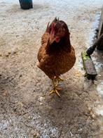 Poules pondeuses âgé 8 mois 8€/ P 0485/337722, Animaux & Accessoires, Poule ou poulet