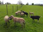 Scheren van schapen, Animaux & Accessoires, Moutons, Chèvres & Cochons