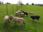 Scheren van schapen, Dieren en Toebehoren, Schapen, Geiten en Varkens