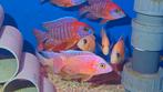 Malawi aulonocara rubin red