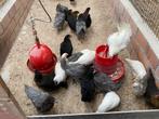 Legkippen, Dieren en Toebehoren, Pluimvee