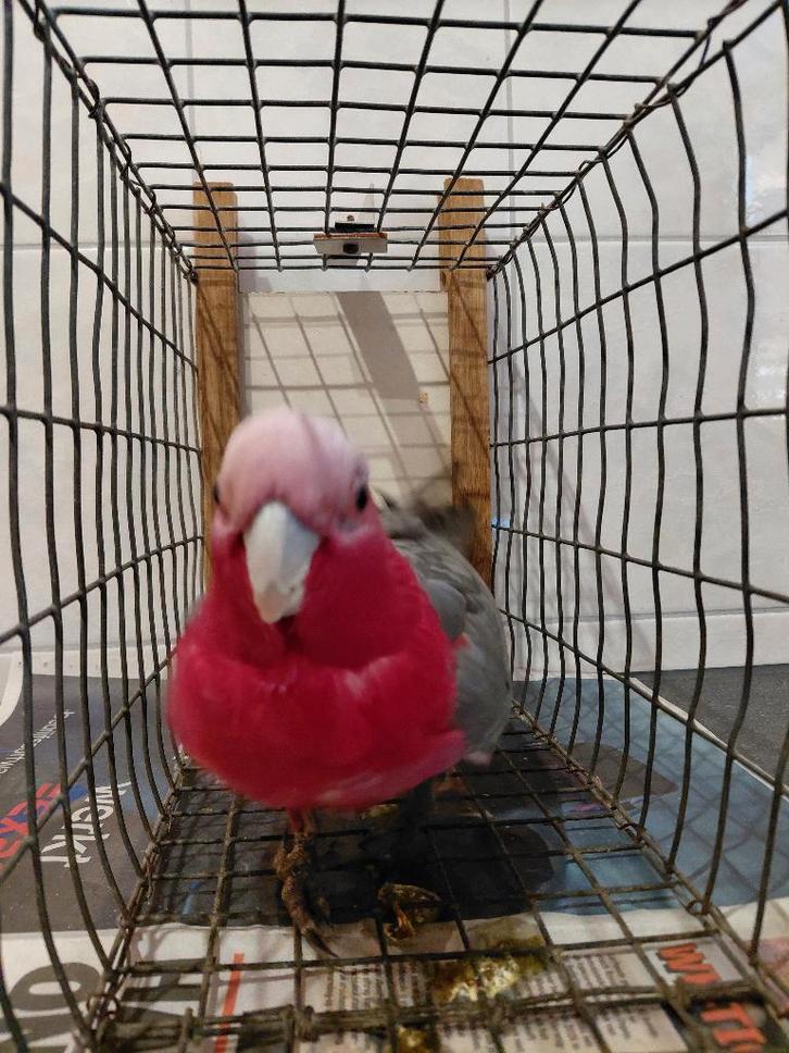 ROSÈ KAKETOE OPHALEN VOOR 275 EURO., Dieren en Toebehoren, Vogels | Parkieten en Papegaaien, Papegaai, Mannelijk