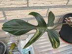 Philodendron Florida beauty, Enlèvement ou Envoi