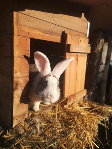 Lieve vlaamse reus  disponible aux enchères