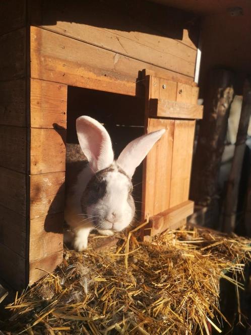 Lieve vlaamse reus, Animaux & Accessoires, Lapins, Grand, Mâle